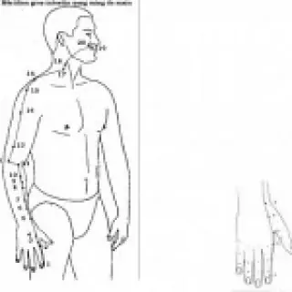 croquis du méridien de la vésicule biliaire