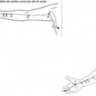 croquis du méridien de la vésicule biliaire