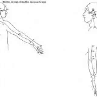 croquis du méridien de la vésicule biliaire