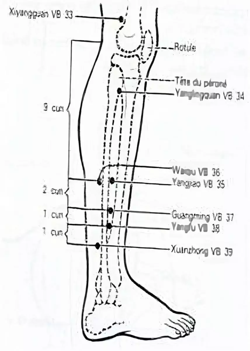 croquis du méridien de la vésicule biliaire