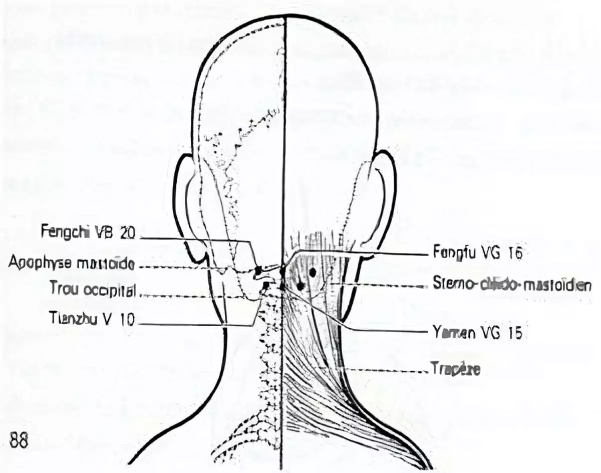 croquis du méridien de la vésicule biliaire