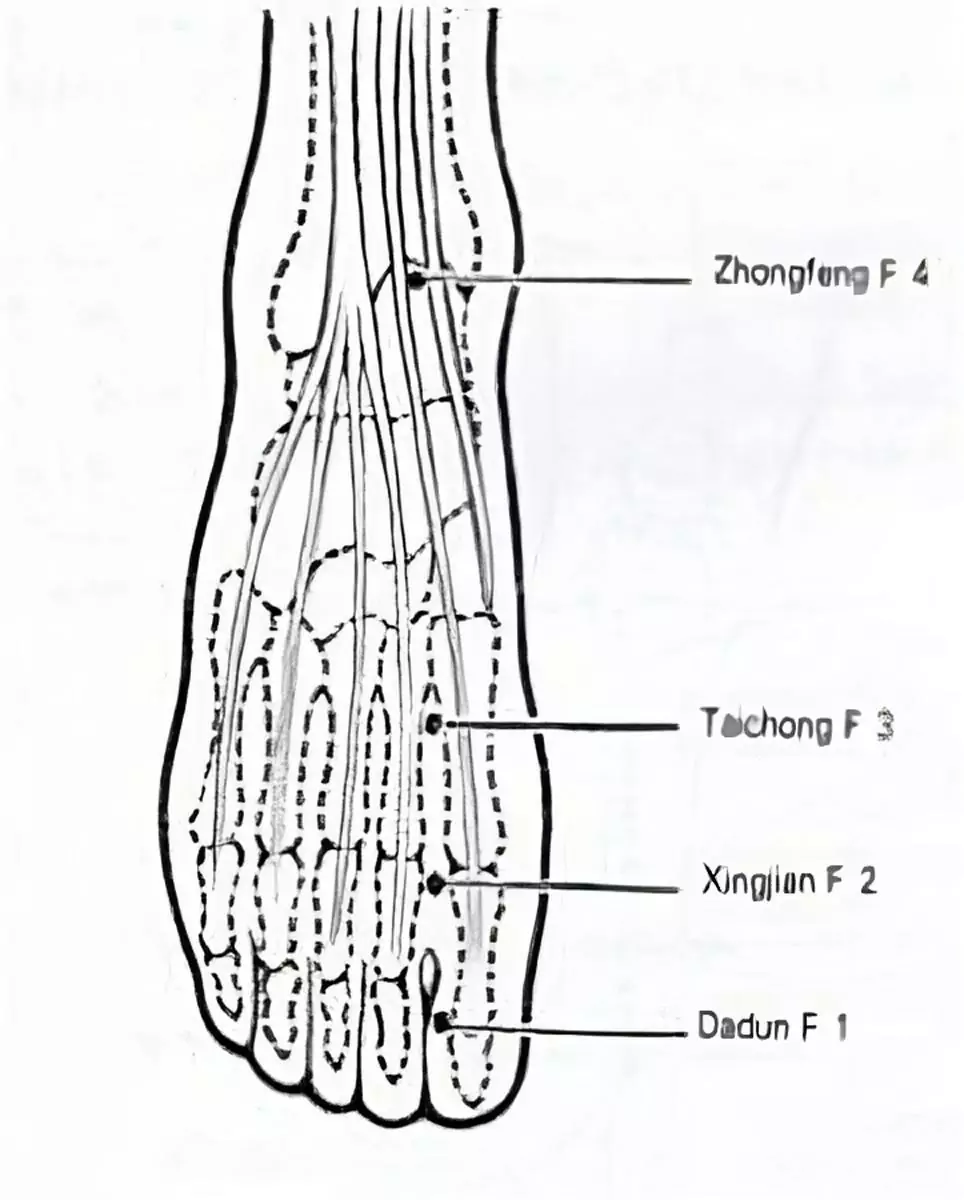 meridien-du-foie-4-transformed