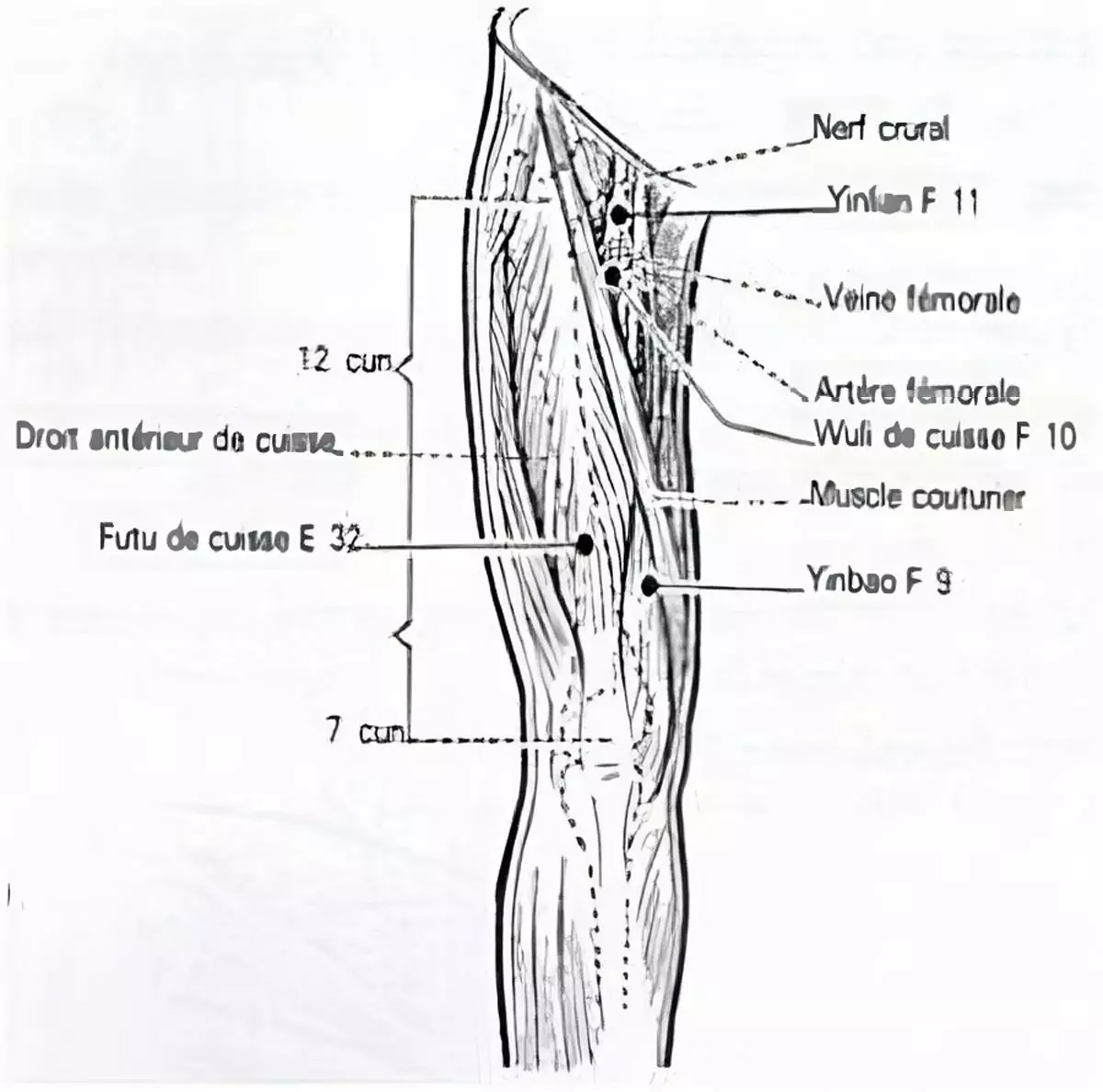 meridien-du-foie-transformed